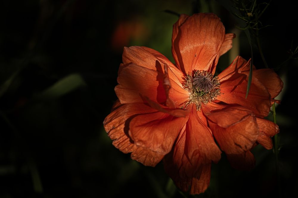 Photograph by Юлия Куликова