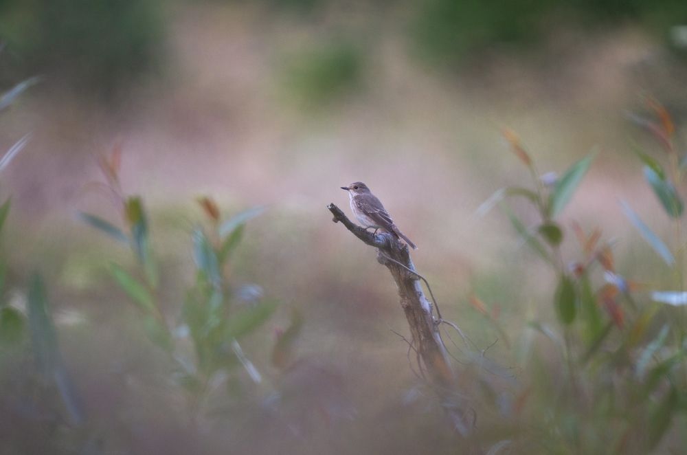 Photograph by Алексеев Артём
