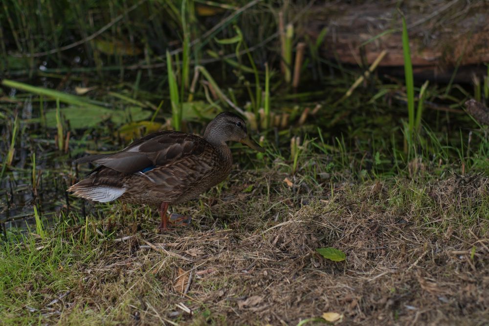 Photograph by Ксения Малютина