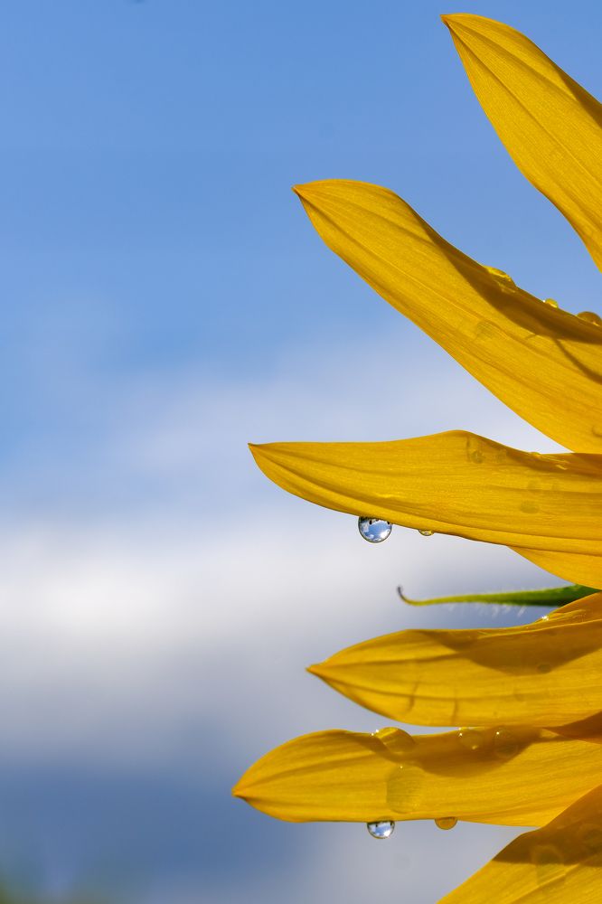 Фотография автора Александр Высоцкий