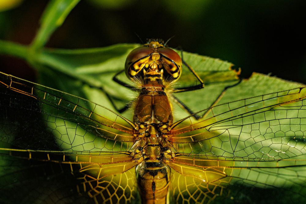 Фотография автора Ulfhednar0110