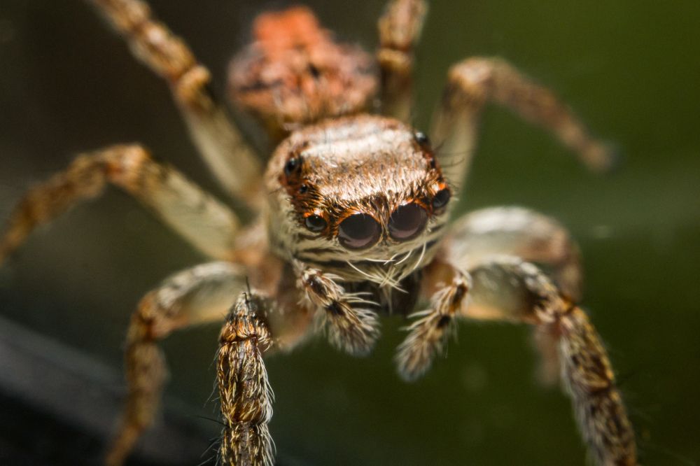 Фотография автора Ulfhednar0110