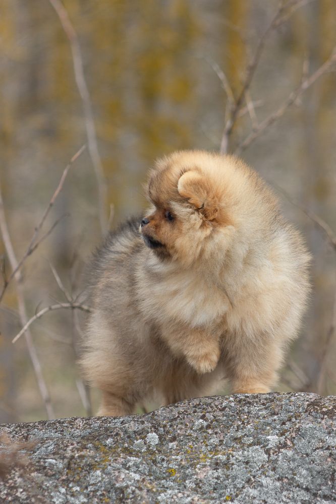 Мои пушистики