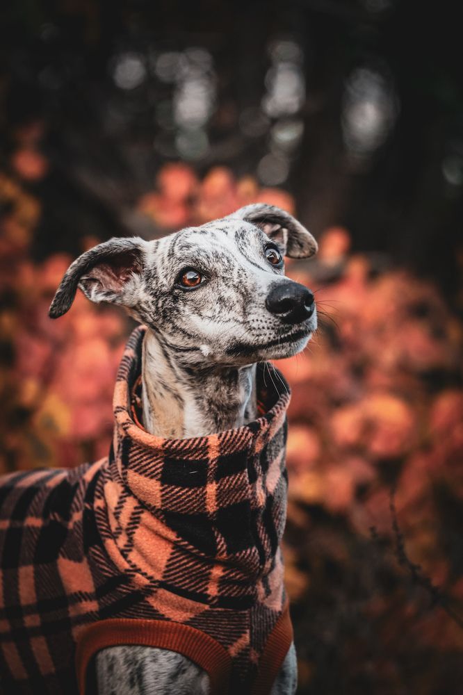 Фотография автора Viktória Bertha