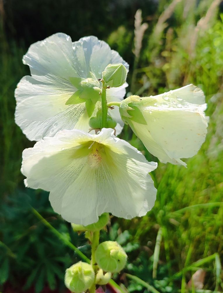 Мальва белая