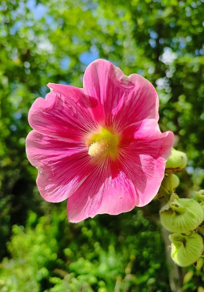 Цветок мальвы