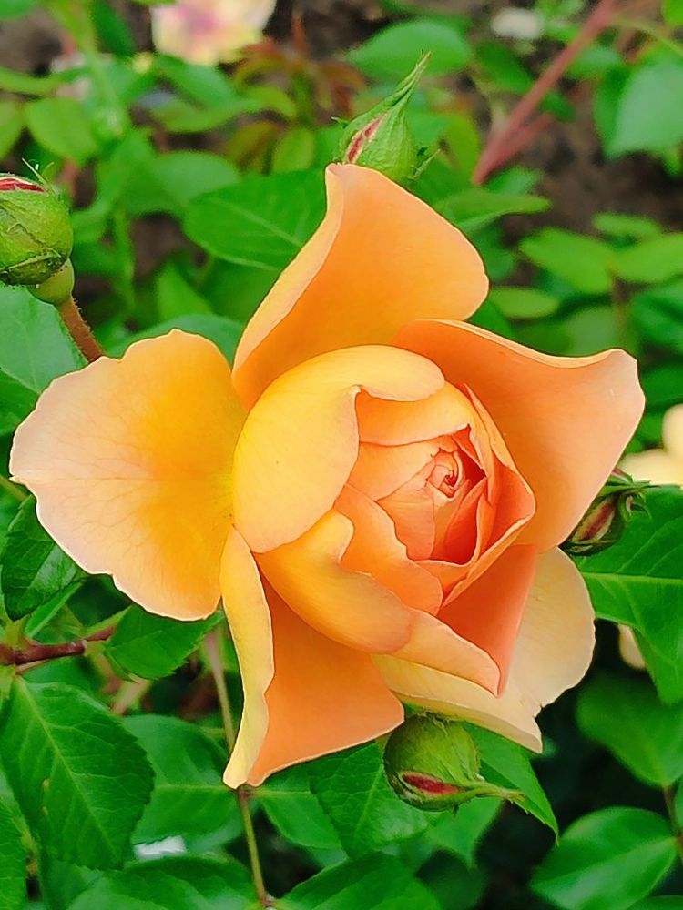 Цветок розы