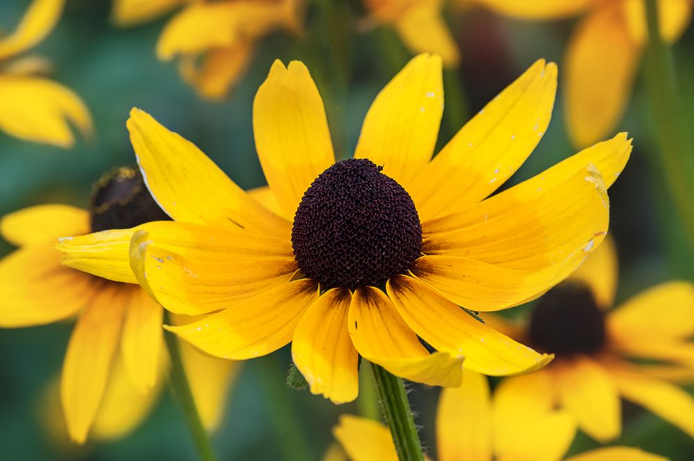 Photograph by Ирина Бабенкова