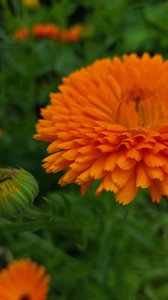 Фотография автора Татьяна Прашкевич