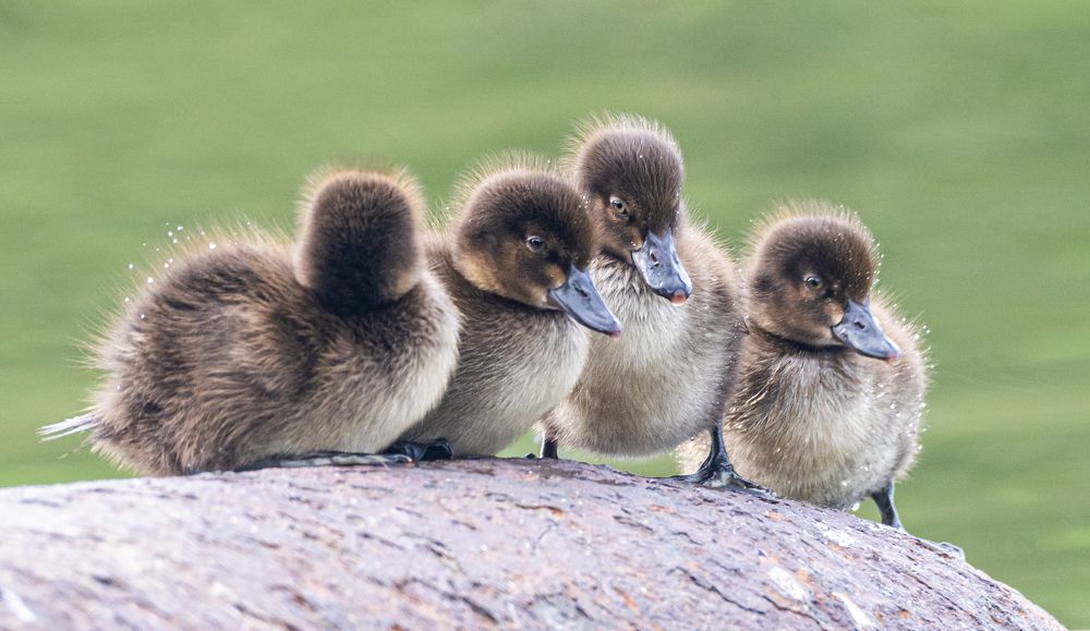 Photograph by Савчук Сергей