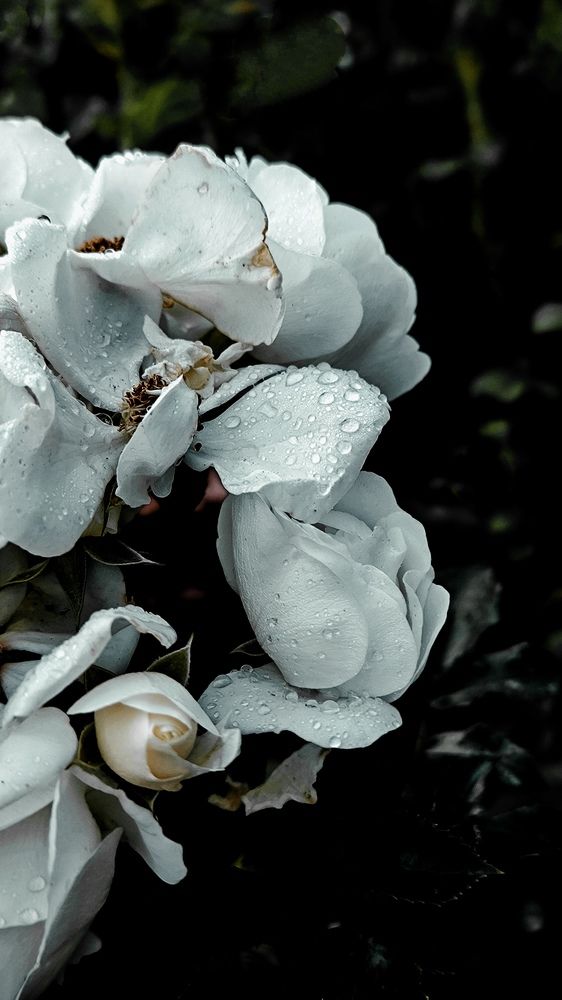 Photograph by Ksenija Bartoško