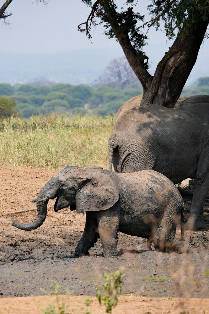 Доволен как слон