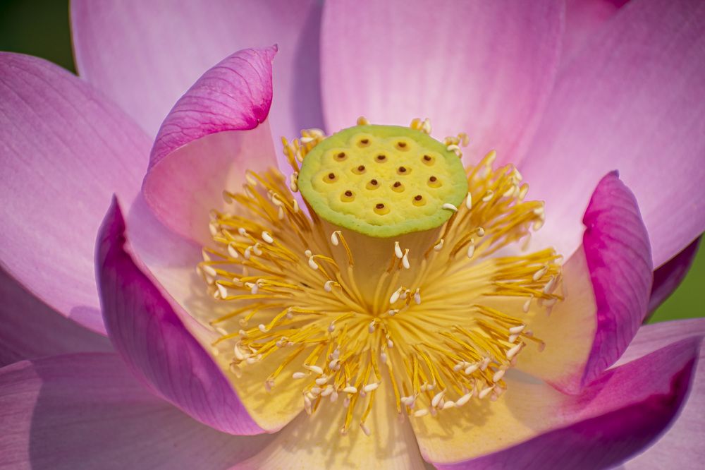 Photograph by Irina Luidinshina