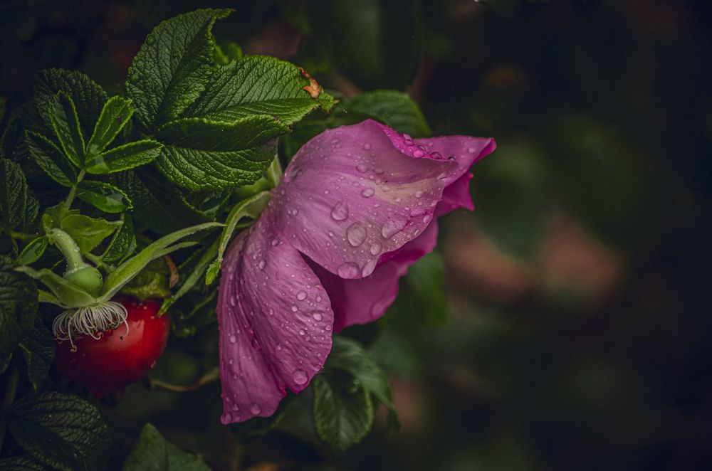 Photograph by Nare Petrosyan