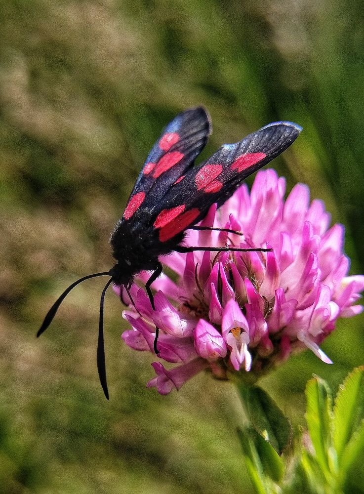 Photograph by Елена Павлова