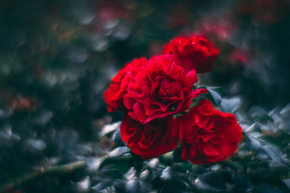 Photograph by Иванюшкин Никита