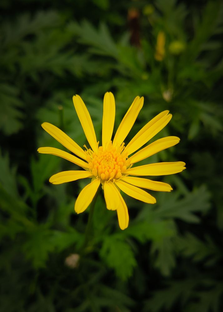 Solitude in the green