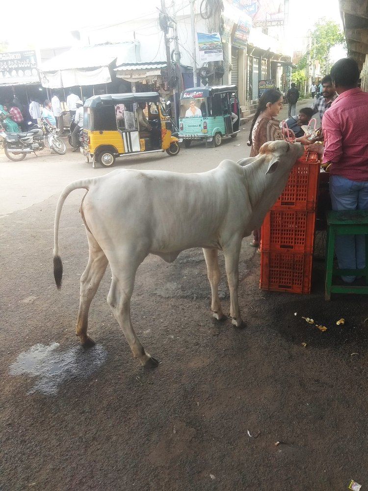 Photograph by B.Ramasubbaiah