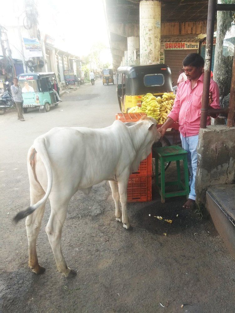 Photograph by B.Ramasubbaiah