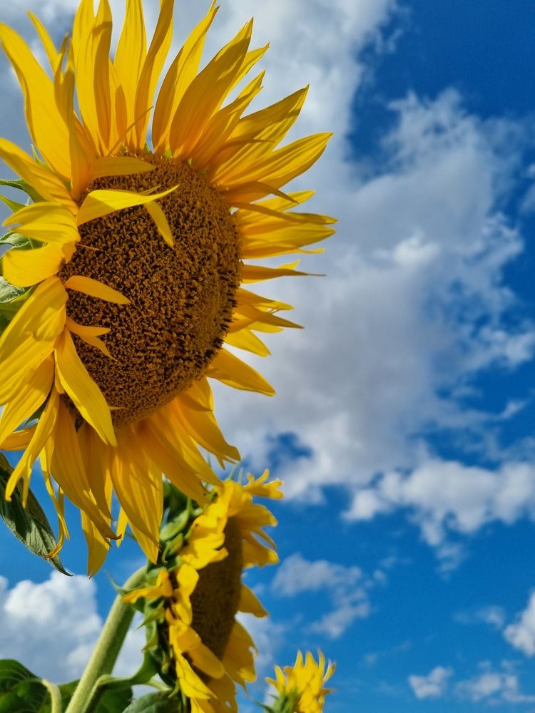 Photograph by Ирина Герлин