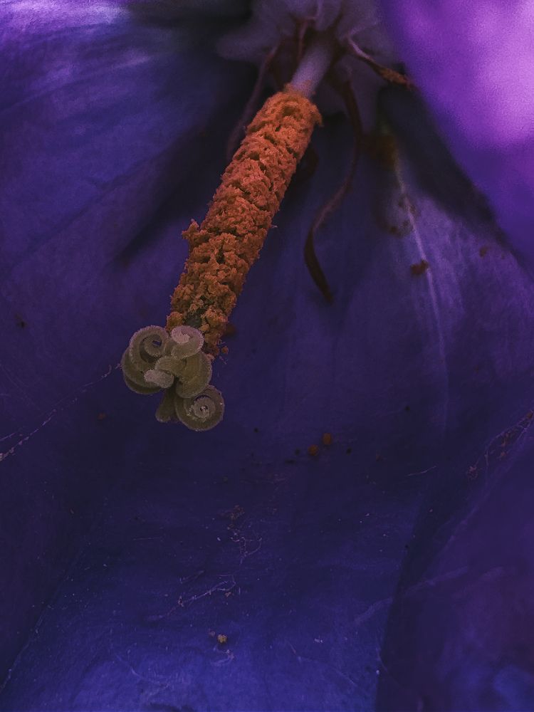 Photograph by Виктория Петренко