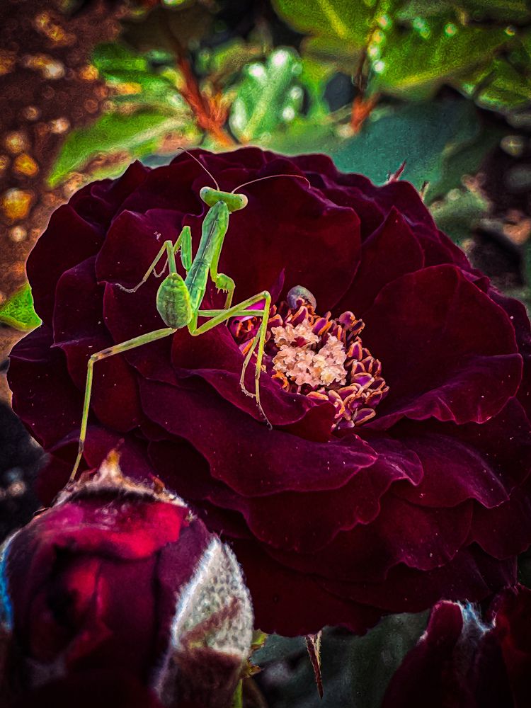 Photograph by Виктория Петренко