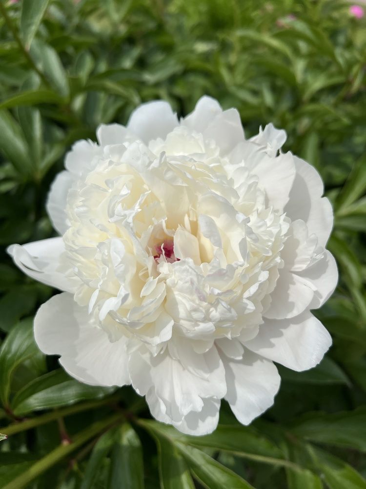 Photograph by Алла Кочергина