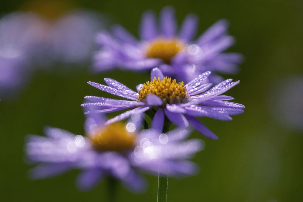 Photograph by Olga Sharikova