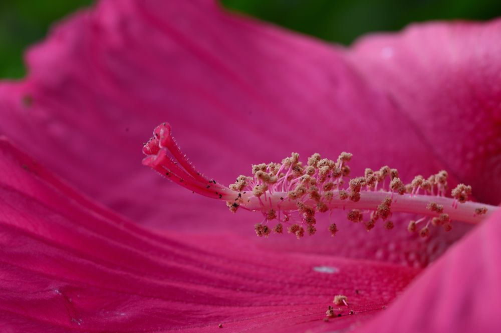 Фотография автора Дмитрий Referee