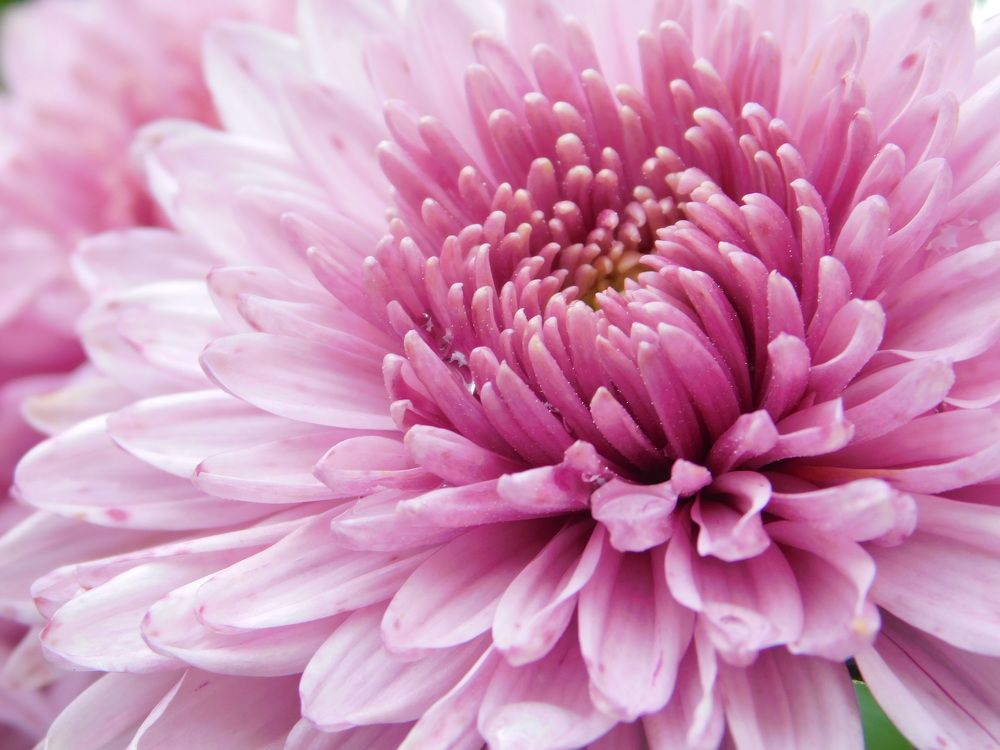 Photograph by Татьяна Колчанова