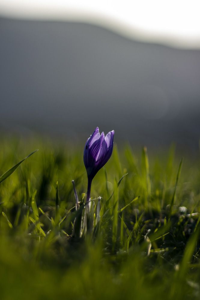 Photograph by Reza Zanganeh