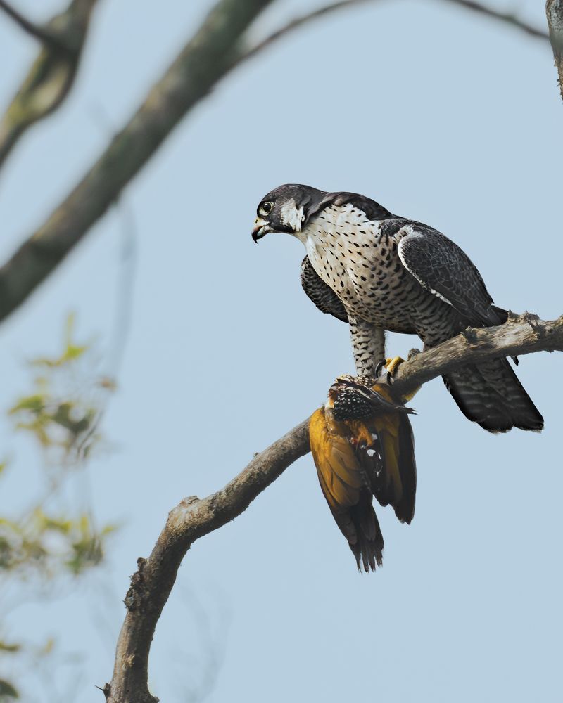 Photograph by RAJESH MAHAJAN