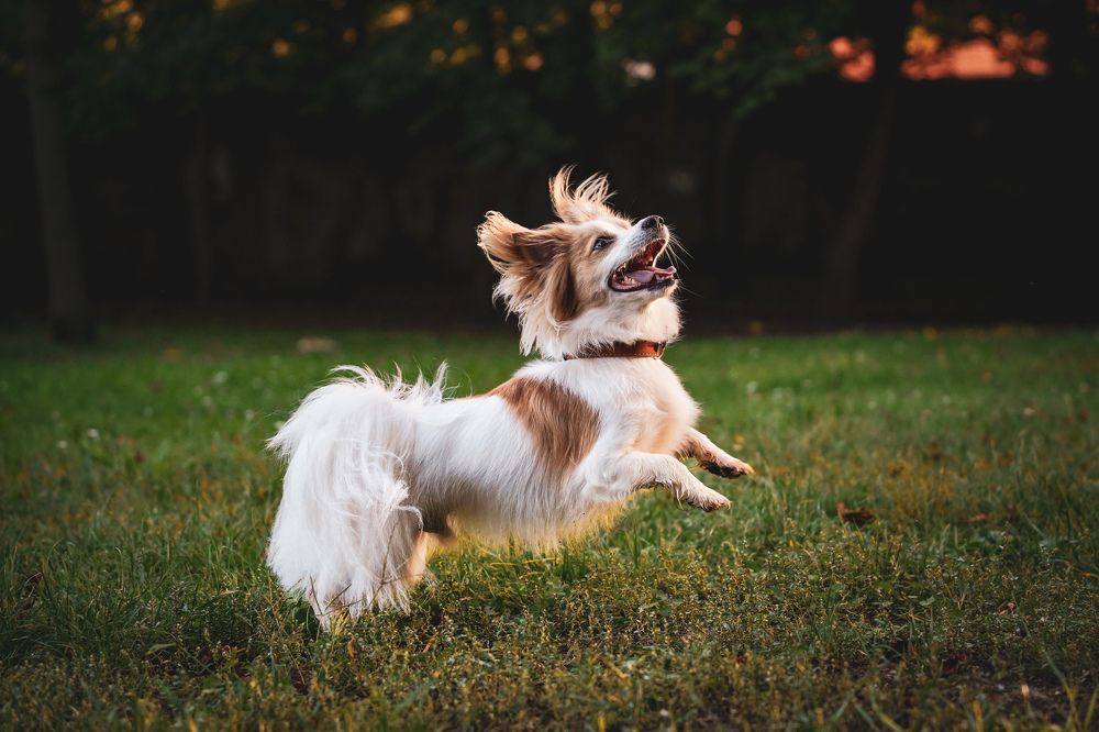 Фотография автора Viktória Bertha