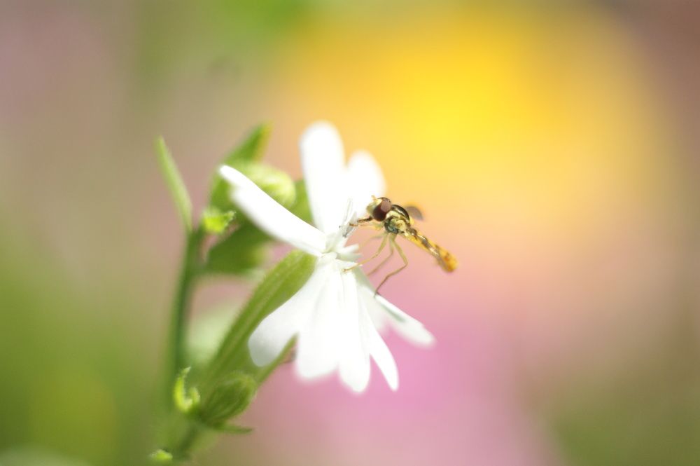 Photograph by Елена