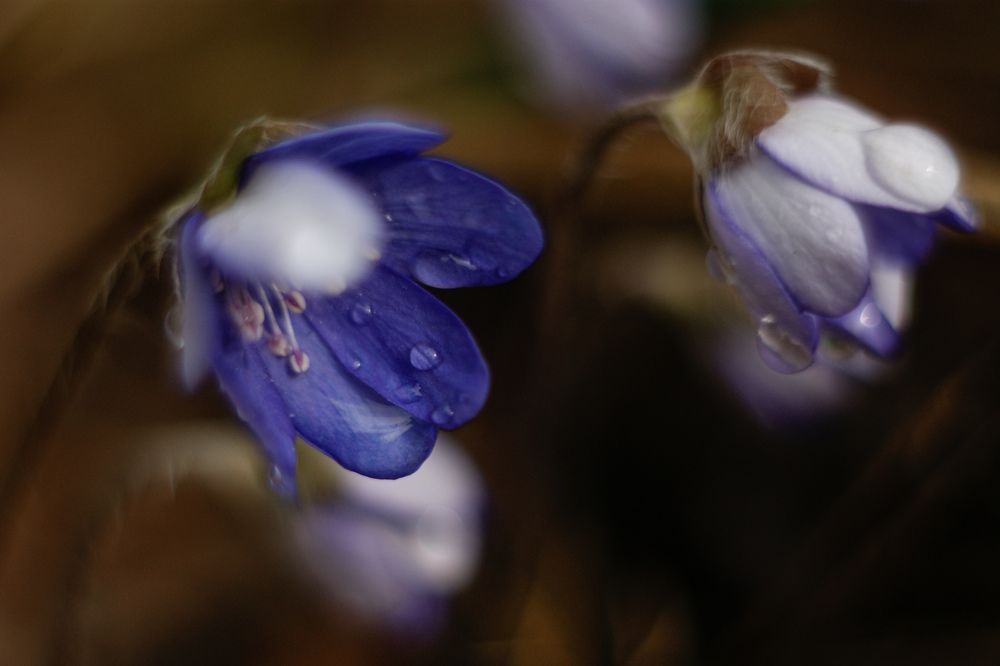 Photograph by Карина Заводчикова