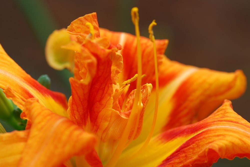 Photograph by Оксана Трофименко