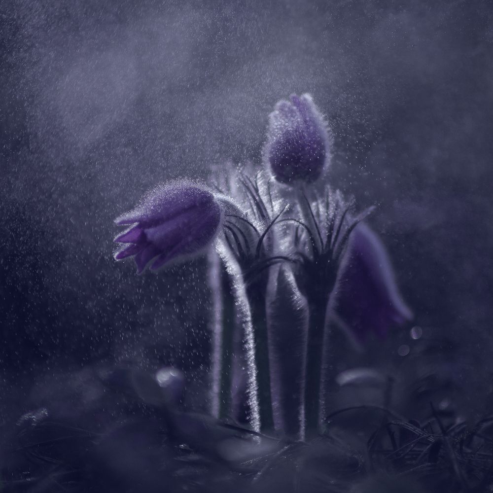 Photograph by Елена Зимацкая