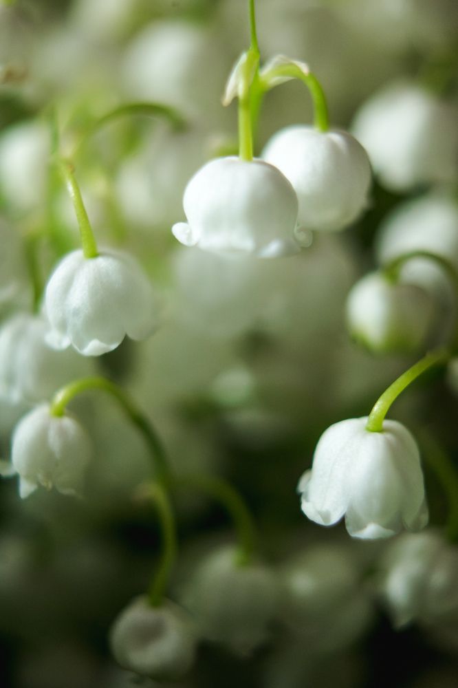 Photograph by Ольга Белопухова