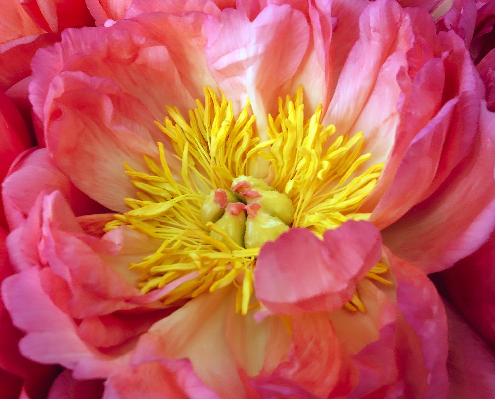 Photograph by IRINA KORNEVA