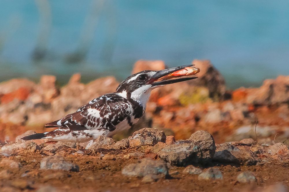 Photograph by Nitin Sidhpura