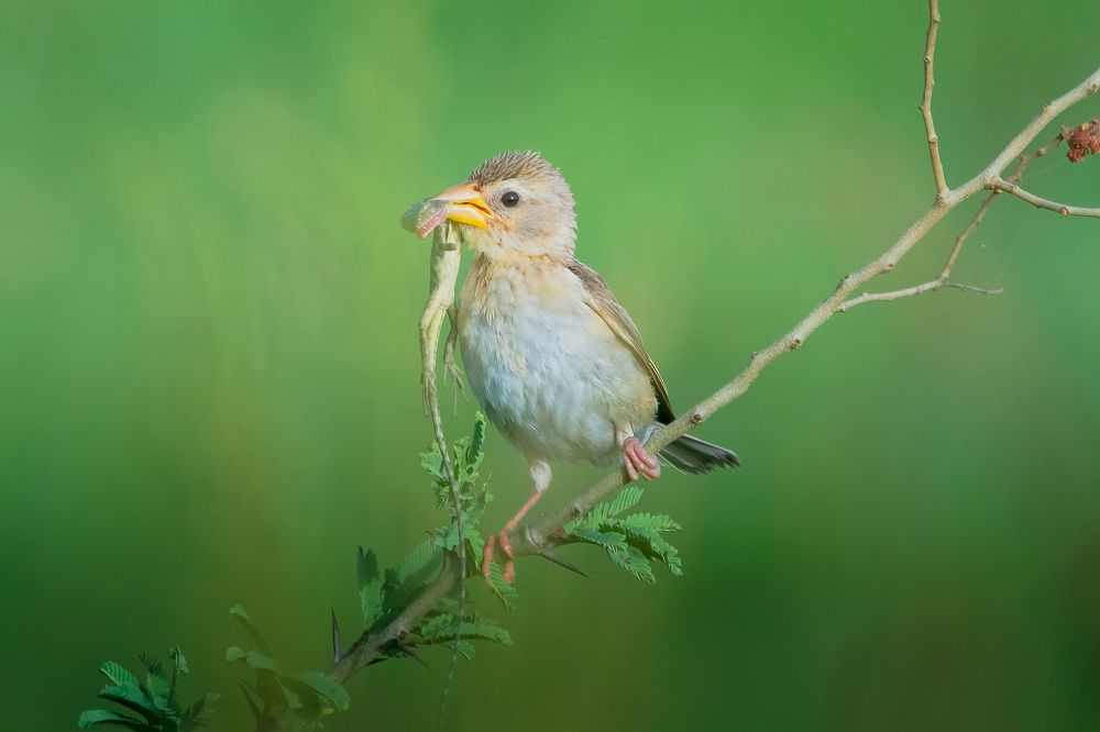 Baya Weaver