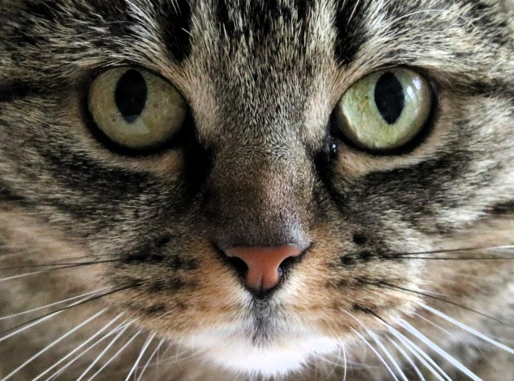 Фотография автора caroline martin (dony)