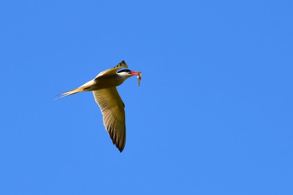 Photograph by Николай Абакумов