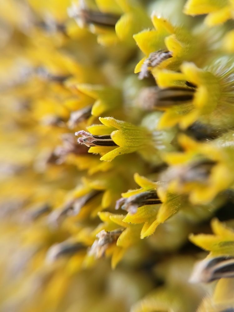 Солнечный цветок