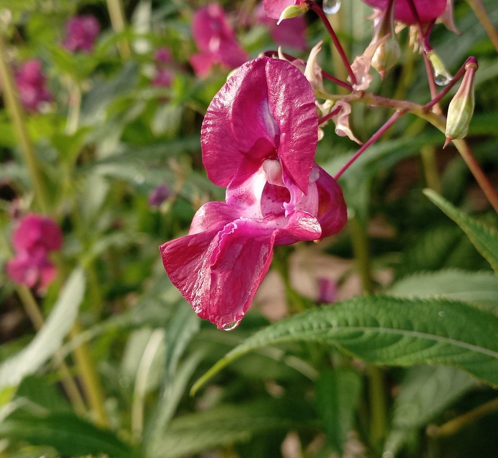 Photograph by Анастасия Кичигина