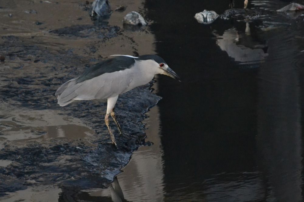 Imagem do natural em extinção