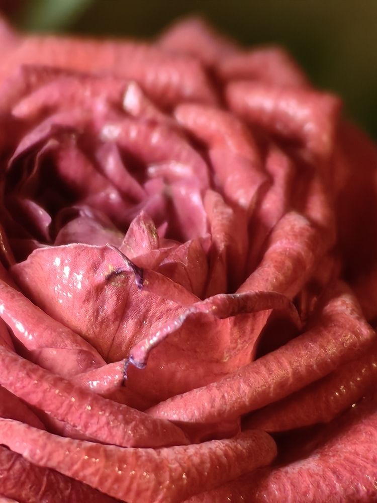 Photograph by Сергей Гриднев