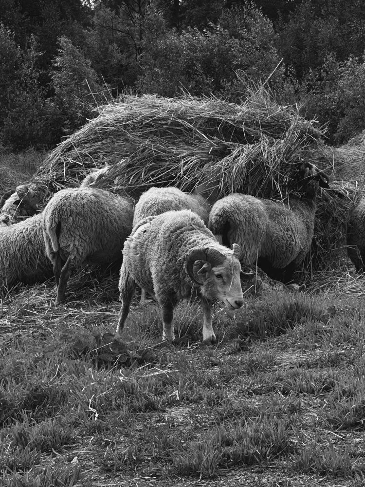 Photograph by Диана Бадеева