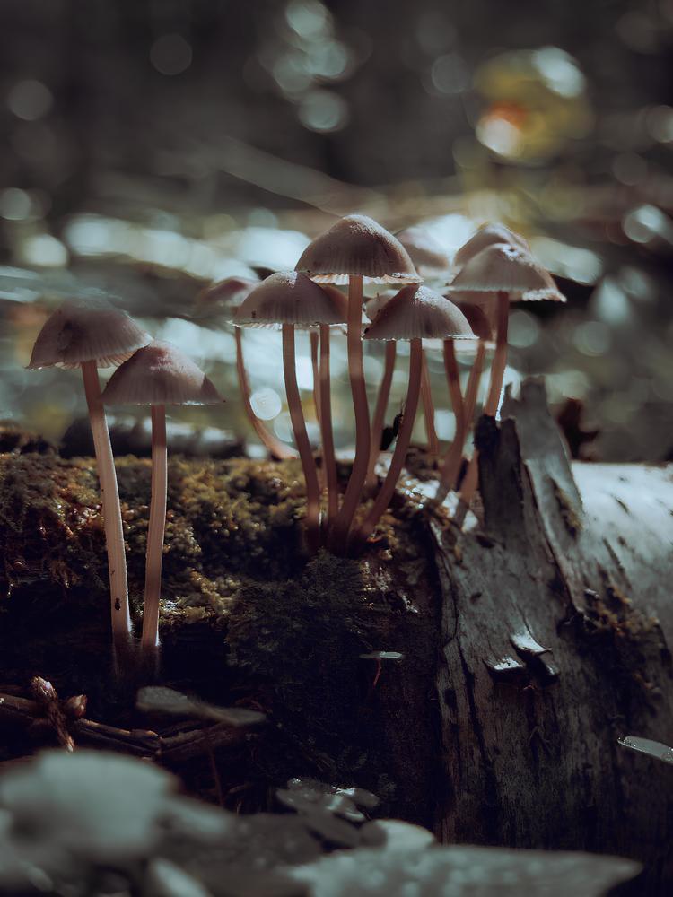 Фотография автора Anatoly Efankin