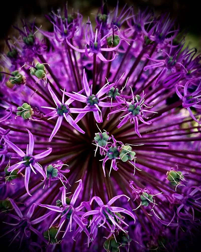 «Цветочный космос».